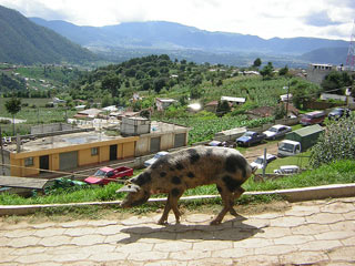 San Fransisco Market