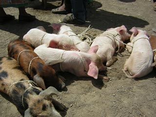 San Fransisco Market