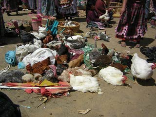San Fransisco Market
