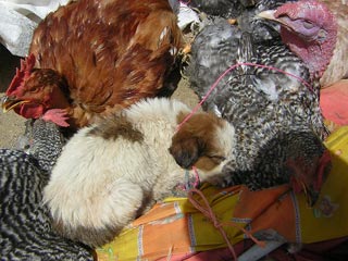 San Fransisco Market