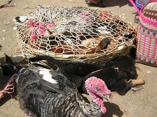 San Fransisco Market