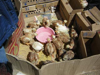 San Fransisco Market