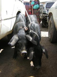 San Fransisco Market