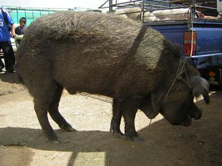 San Fransisco Market