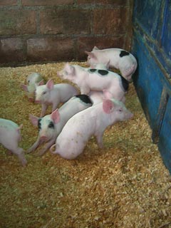 Jardin De Antioquia Colombia