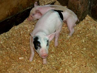 Jardin De Antioquia Colombia