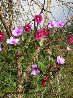 Jardin De Antioquia Colombia