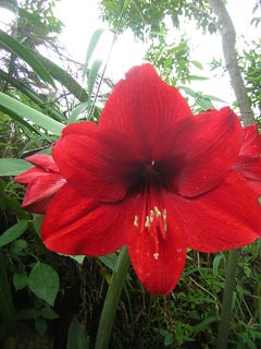 Jardin De Antioquia Colombia