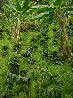 Jardin De Antioquia Colombia