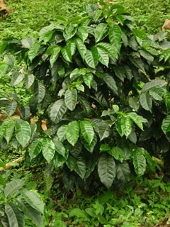 Jardin De Antioquia Colombia