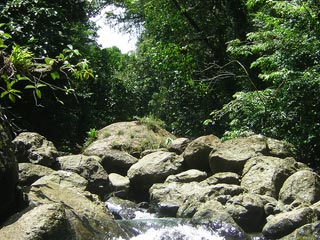 Portobelo - Jungle