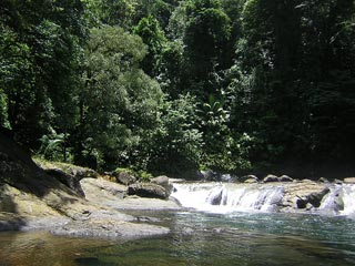 Portobelo - Jungle
