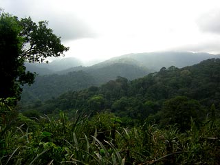 Portobelo - Jungle