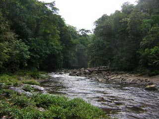 Portobelo - Jungle