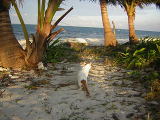 Queens Cay