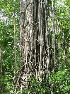 Tikal - Click to enlarge
